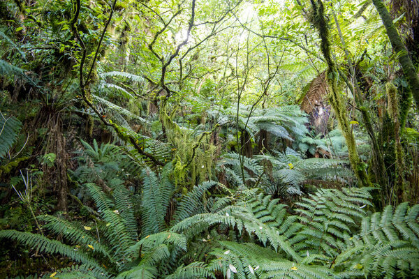 Catlins Forest Park - New Zealand