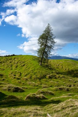 Waikato Bölgesindeki Tek Ağaç - Yeni Zelanda