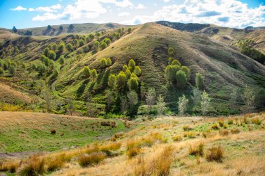 Wellington Bölgesi - Yeni Zelanda Çayırları