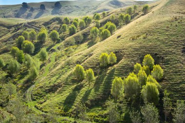 Wellington Bölgesi - Yeni Zelanda Çayırları