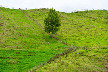 Sheep Pasture in Taranaki Region - New Zealand clipart