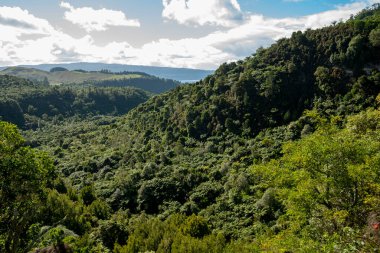 Rotorua 'daki Waitoharuru Vadisi - Yeni Zelanda