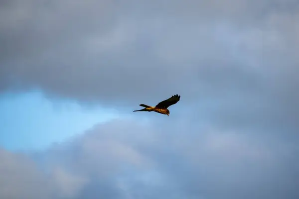 stock image Swamp Harrier - New Zealand