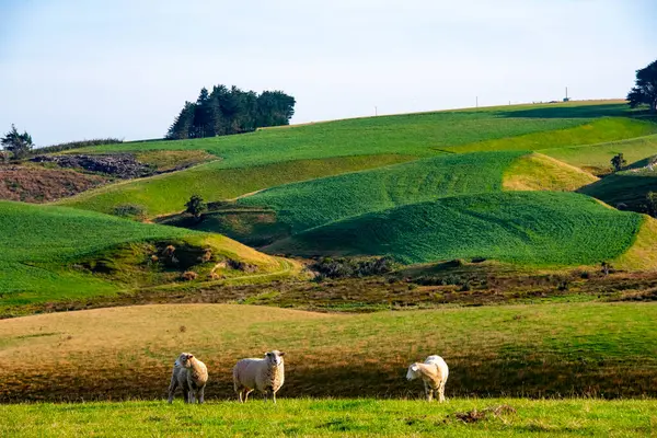 Güneydeki Koyun Otlağı - Yeni Zelanda