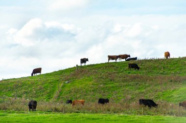 Taranaki Bölgesindeki Sığır Otlağı - Yeni Zelanda