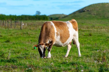 Taranaki Bölgesindeki Sığır Otlağı - Yeni Zelanda