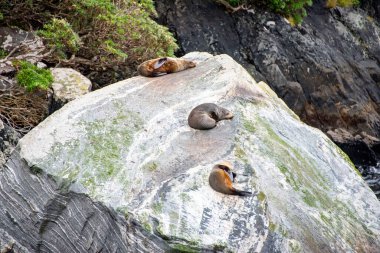 Milford Sound - Yeni Zelanda Mührü