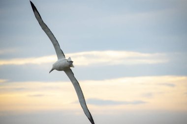 Northern Royal Albatross - New Zealand clipart