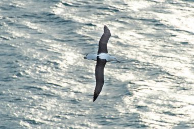 Northern Royal Albatross - New Zealand clipart