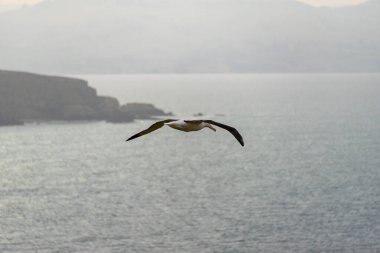 Kuzey Kraliyet Albatrosu- Yeni Zelanda