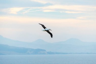 Kuzey Kraliyet Albatrosu- Yeni Zelanda