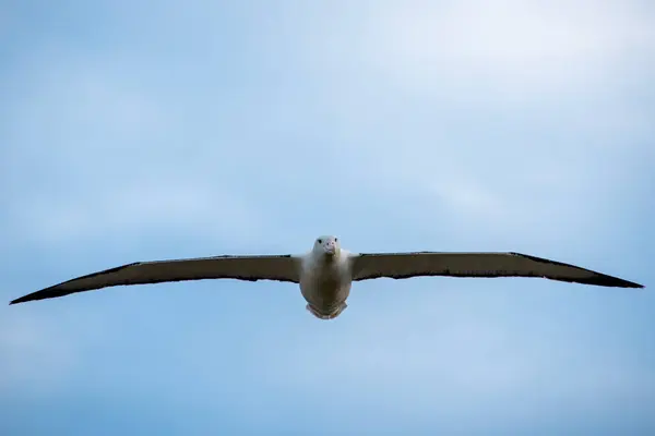 stock image Northern Royal Albatross - New Zealand