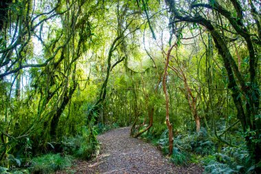 Batı 'da Ilıman Yağmur Ormanı - Yeni Zelanda