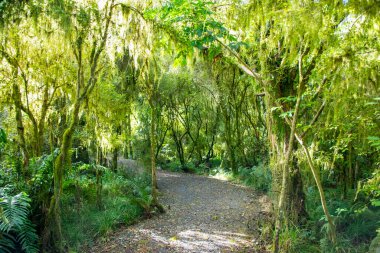 Batı 'da Ilıman Yağmur Ormanı - Yeni Zelanda