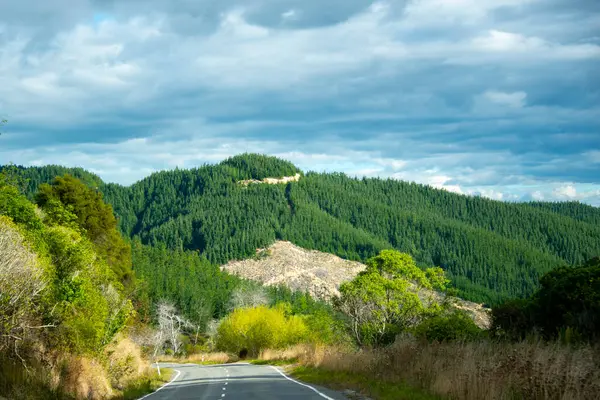 stock image Radiata Pine Plantation - New Zealand