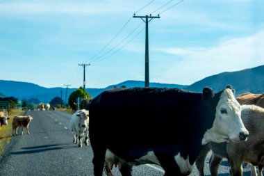 Yoldaki Sığırlar - Yeni Zelanda