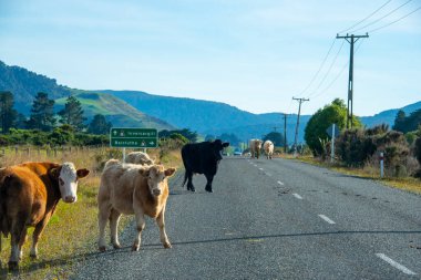 Yoldaki Sığırlar - Yeni Zelanda