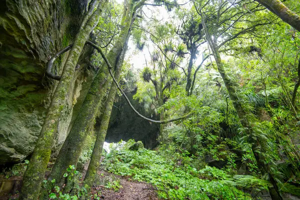 stock image Tawa and Nikau Forest - New Zealand