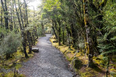 Canterbury Bölgesindeki Kayın Ormanı - Yeni Zelanda