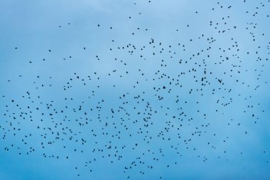 Kuş Hırıltısı - Yeni Zelanda