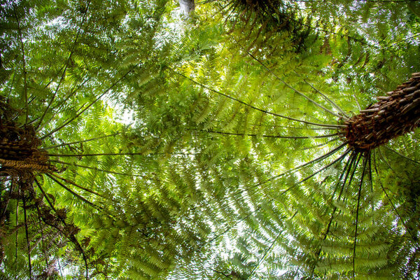Лес Тава Подокарп в заповеднике Хунуа Фолс - Новая Зеландия