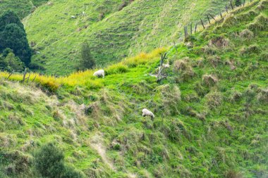 Sheep Pasture in Manawatu-Whanganui Region - New Zealand clipart