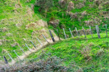 Sheep Pasture in Manawatu-Whanganui Region - New Zealand clipart