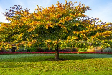 Otakaro Park - Invercargill - Yeni Zelanda