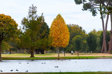 Victoria Gölü Hagley Park Kuzey - Christchurch - Yeni Zelanda