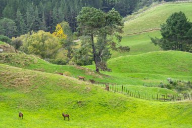 Waikato 'da Geyik Kaplaması - Yeni Zelanda