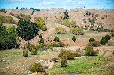 Sheep Pasture in Manawatu-Whanganui Region - New Zealand clipart