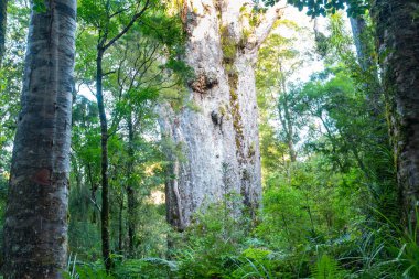 'Te Matua Ngahere' Kauri Tree - New Zealand clipart