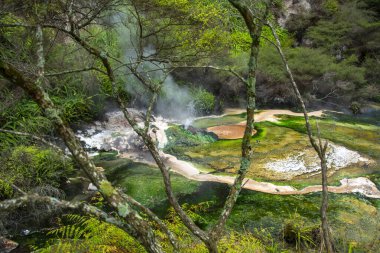 Waimangu Volkanik Vadisi 'ndeki Kuş Yuvası Baharı - Yeni Zelanda
