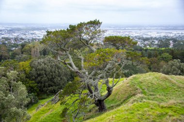 Bir Ağaç Tepesi - Auckland - Yeni Zelanda