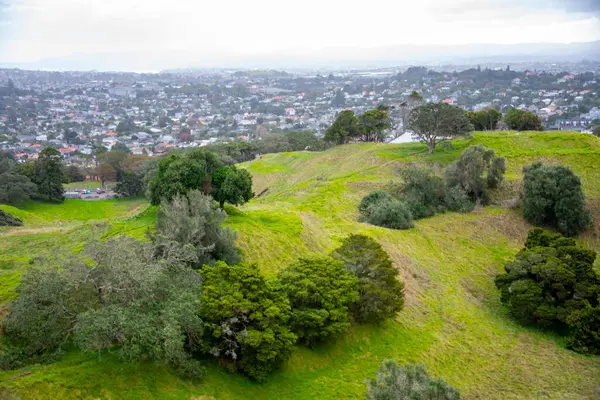 Bir Ağaç Tepesi - Auckland - Yeni Zelanda