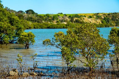 Avicennia Marina Mangrove, Northland - Yeni Zelanda