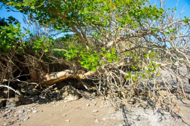 Avicennia Marina Mangrove, Northland - Yeni Zelanda