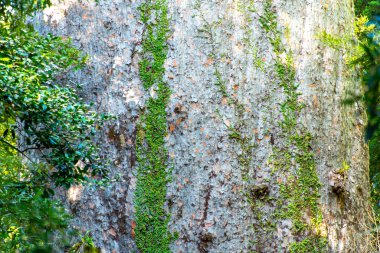 Tane Mahuta Kauri Ağacı - Yeni Zelanda