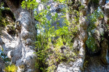 Tane Mahuta Kauri Ağacı - Yeni Zelanda