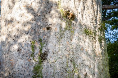 Tane Mahuta Kauri Tree - New Zealand clipart