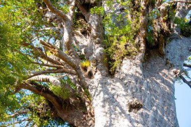 Tane Mahuta Kauri Ağacı - Yeni Zelanda