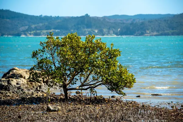 stock image Avicennia Marina Mangrove in Northland - New Zealand