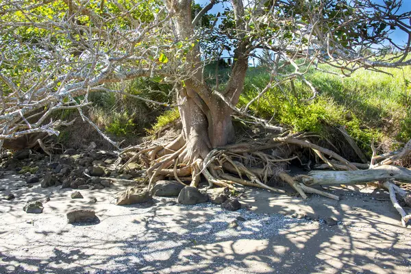 Avicennia Marina Mangrove, Northland - Yeni Zelanda