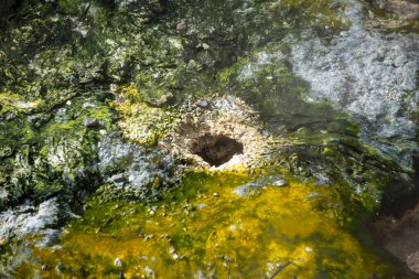 Waimangu Volkanik Vadisi 'ndeki Mavi Yeşil Algler - Yeni Zelanda