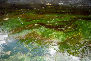 Waimangu Volkanik Vadisi 'ndeki Mavi Yeşil Algler - Yeni Zelanda