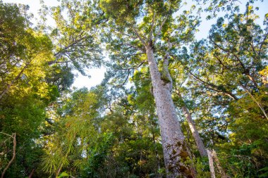 Waipoua Kauri Ormanı - Yeni Zelanda