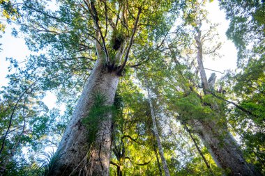 Waipoua Kauri Ormanı - Yeni Zelanda