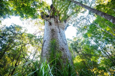 Waipoua Kauri Ormanı - Yeni Zelanda