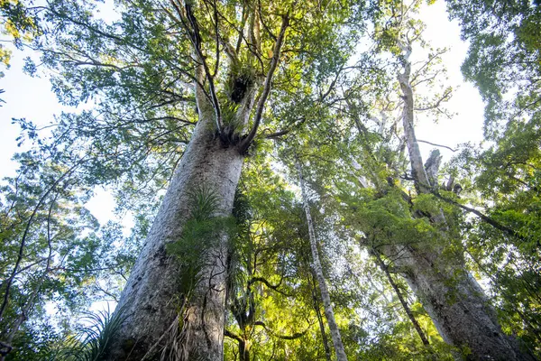 stock image Waipoua Kauri Forest - New Zealand