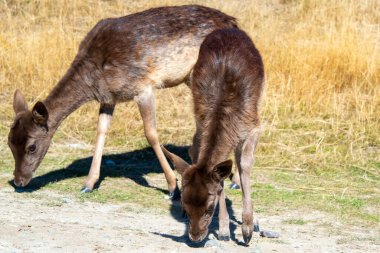 Baby Fallow Deer in Deer Park Heights - New Zealand clipart